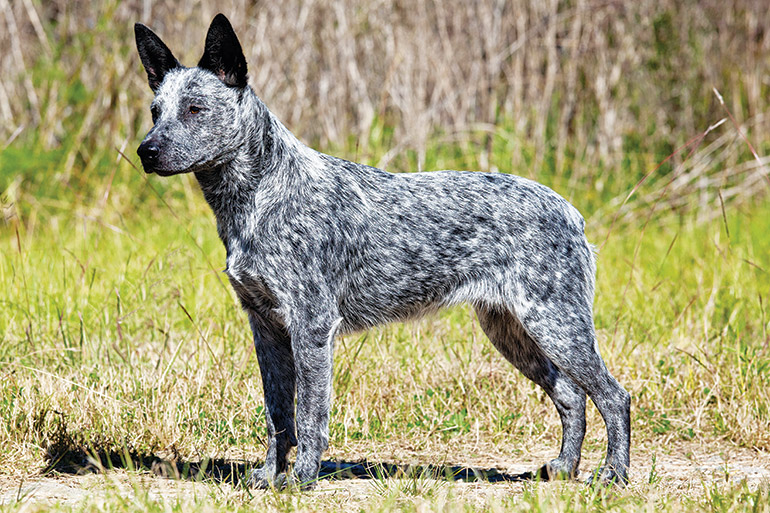 esemplare di cane Australian Stumpy Tail Cattle Dog