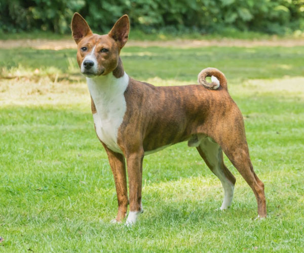 cane Basenji su prato