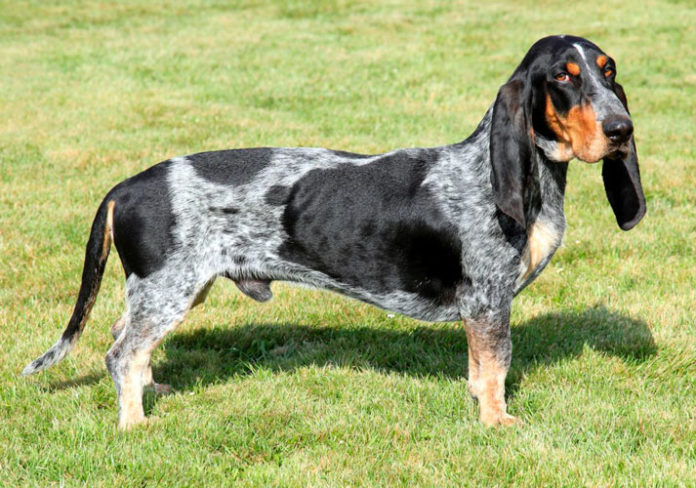 cane Basset Bleu de Gascogne su prato