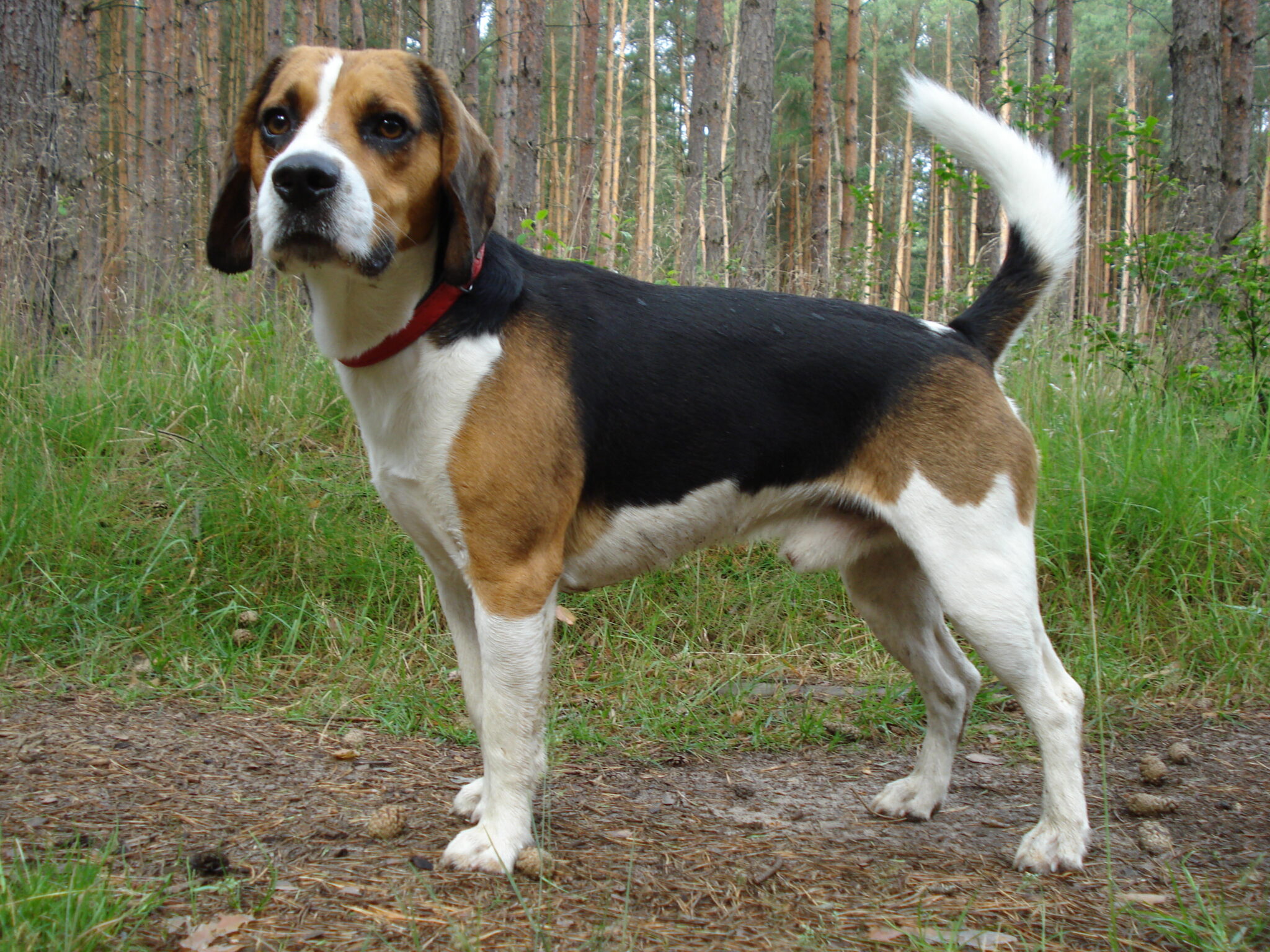 esemplare di cane Beagle-Harrier