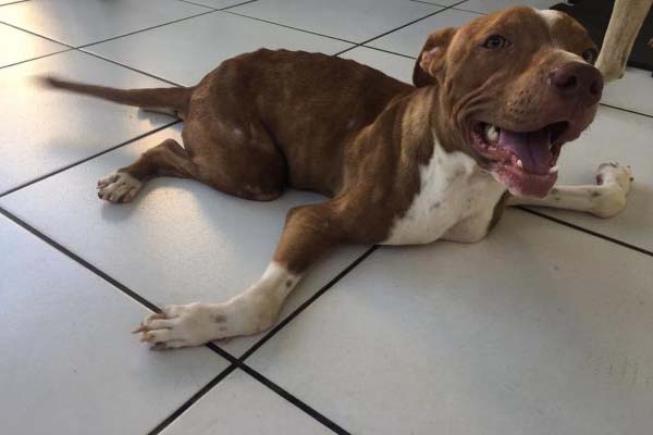 Pitbull con problema alle zampe