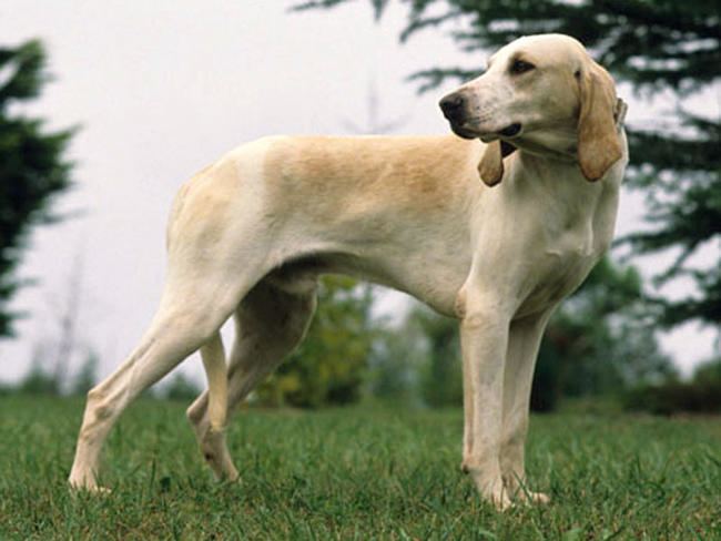 cane Billy su prato