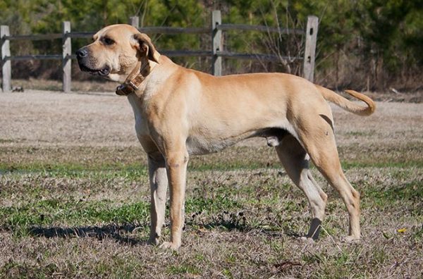 esemplare di Black Mouth Cur su prato