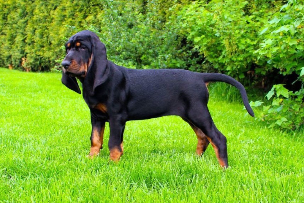 esemplare di cane Black and Tan Coonhound su prato