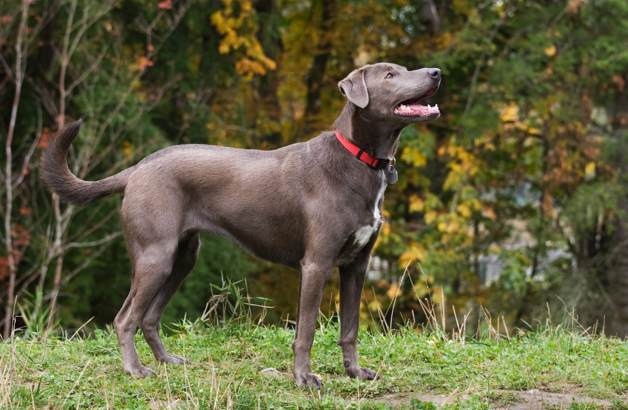 cane Blue Lacy su prato