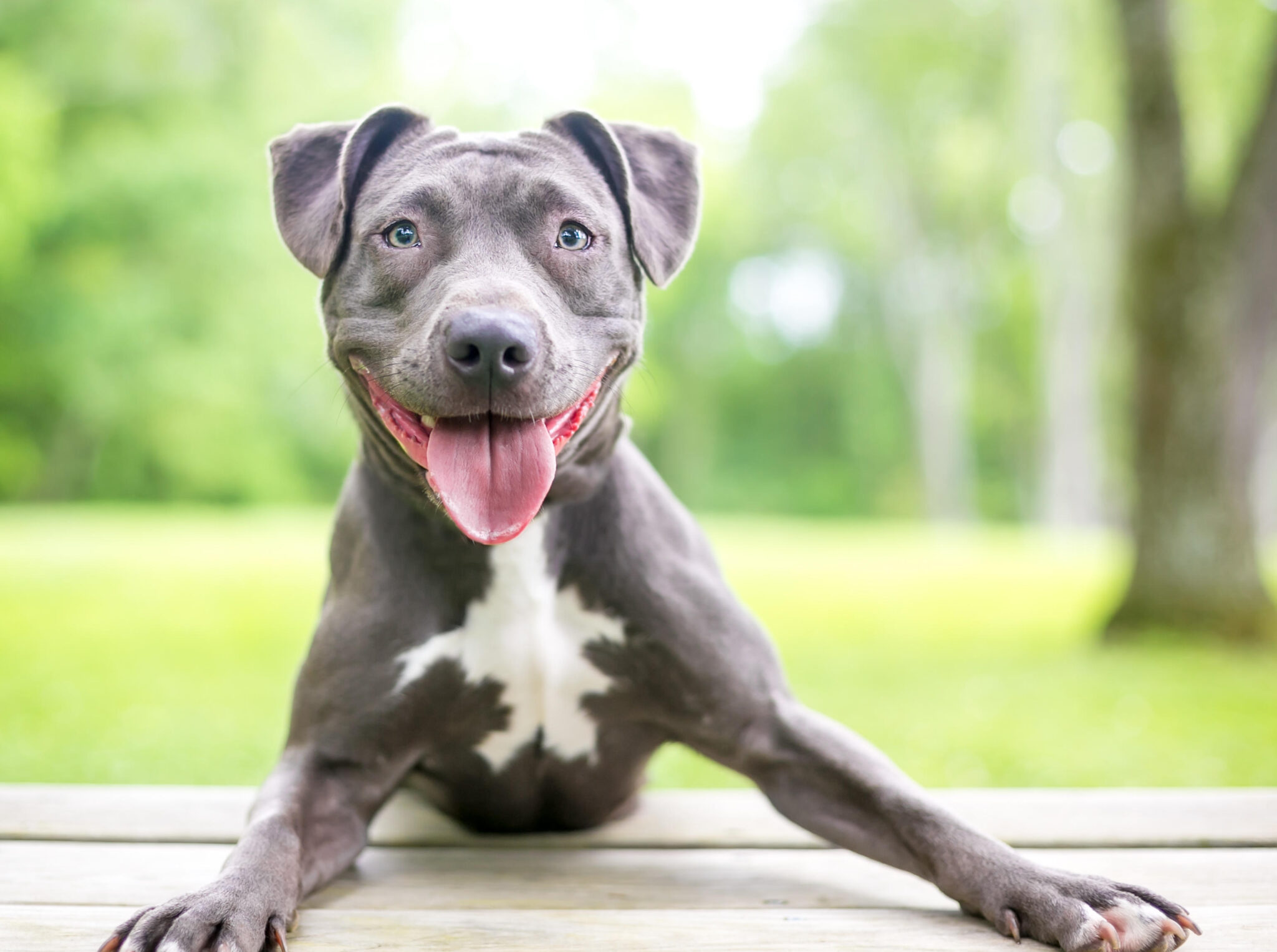 Blue Paul Terrier: origini, prezzo, caratteristiche e allevamenti | il