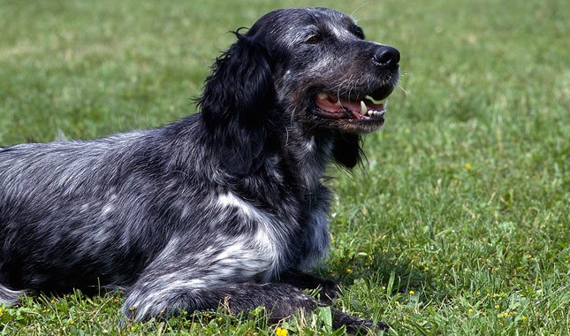 cane Blue Picardy Spaniel su prato