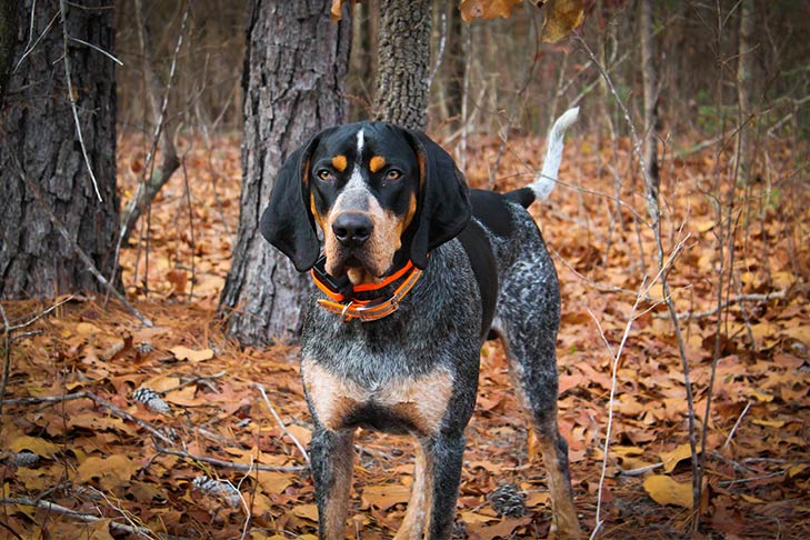 cane Bluetick Coonhound nel bosco