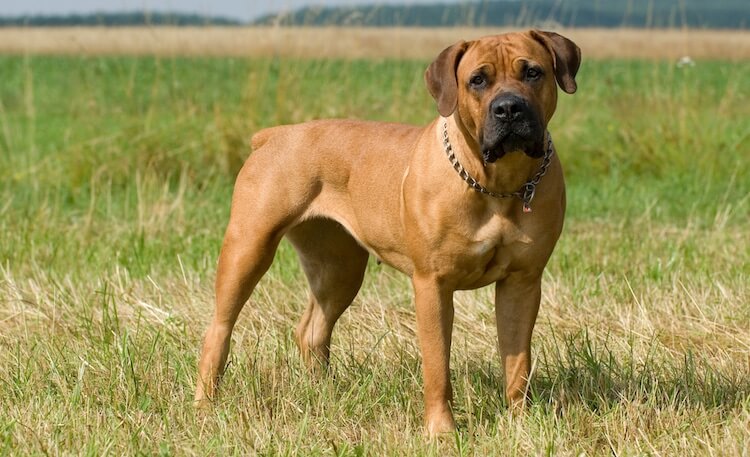 cane Boerboel su prato