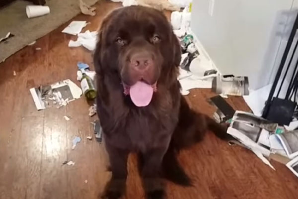 Cane Terranova che ha distrutto casa