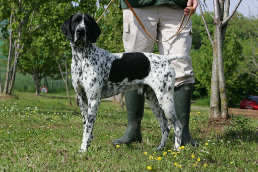 BRACCO D'AUVERGNE