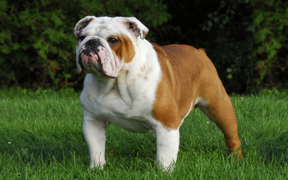 cane bulldog su prato