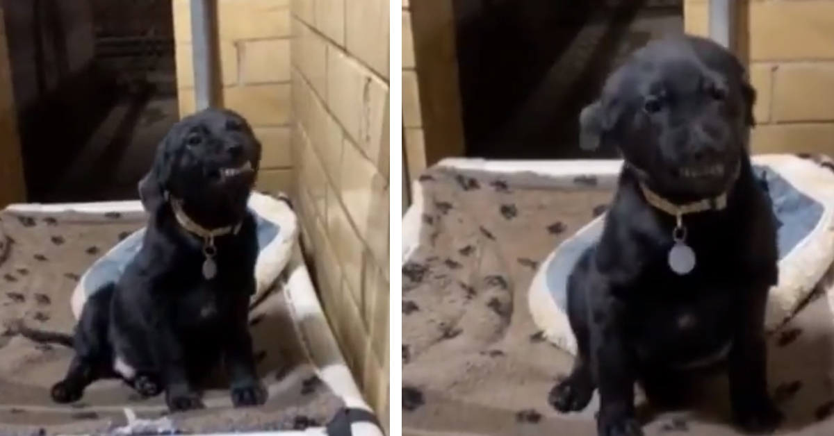 Burreax, il cane che sorride per farsi adottare: il video
