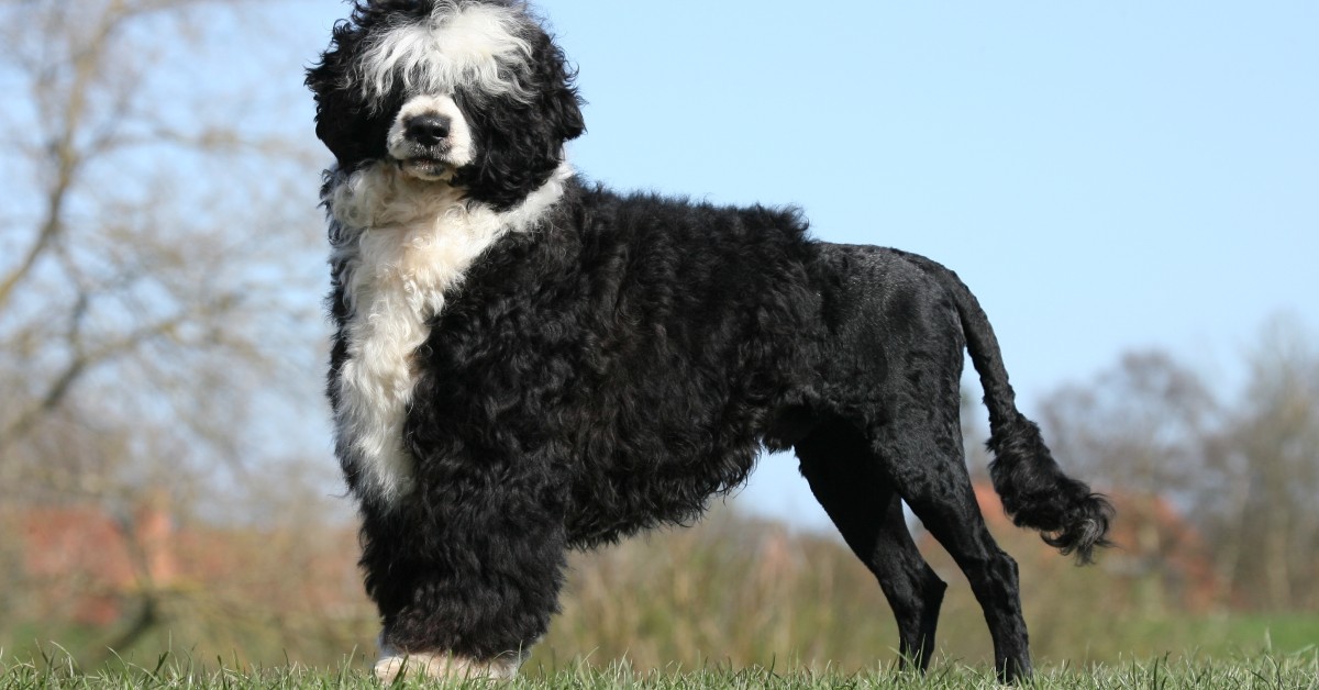 Cão de Água Português: origini, prezzo, caratteristiche e ...