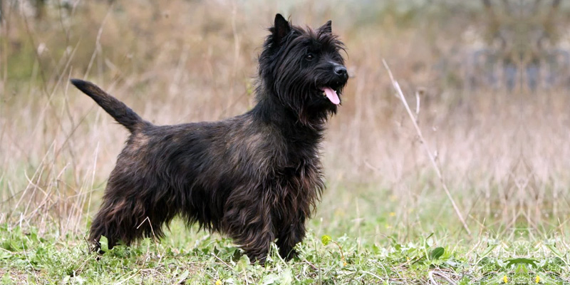 esemplare di cairn terrier