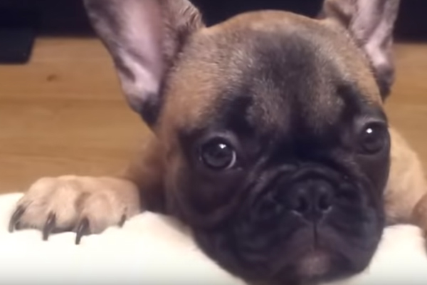 Primo piano di un cane Bulldog