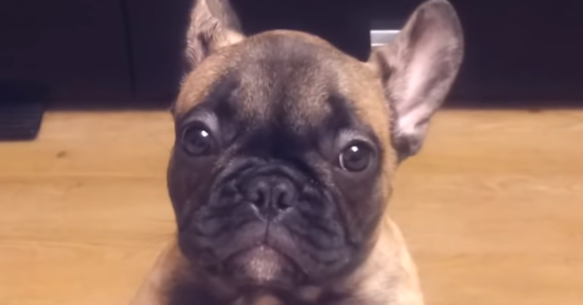 Cane Bulldog non può salire sul divano, la sua reazione è tenerissima: video