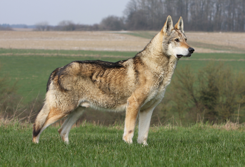 Cane Lupo Cecoslovacco