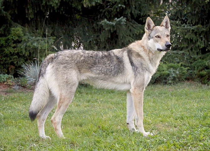 Cane Lupo di Saarloos