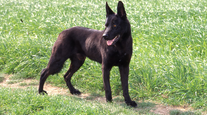 Cane Pastore Italiano