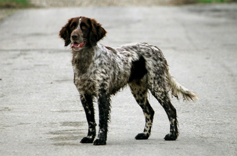 cane da ferma tedesco a pelo lungo