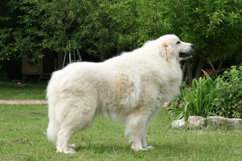 Cane da Montagna dei Pirenei