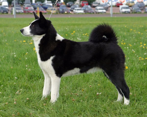 Cane da Orso della Carelia