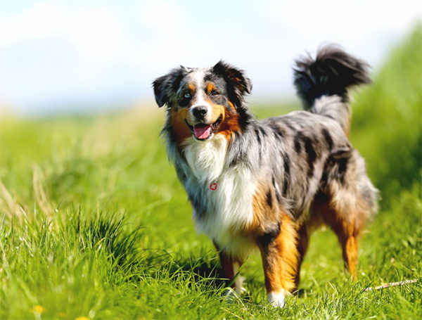 Cane da Pastore Australiano