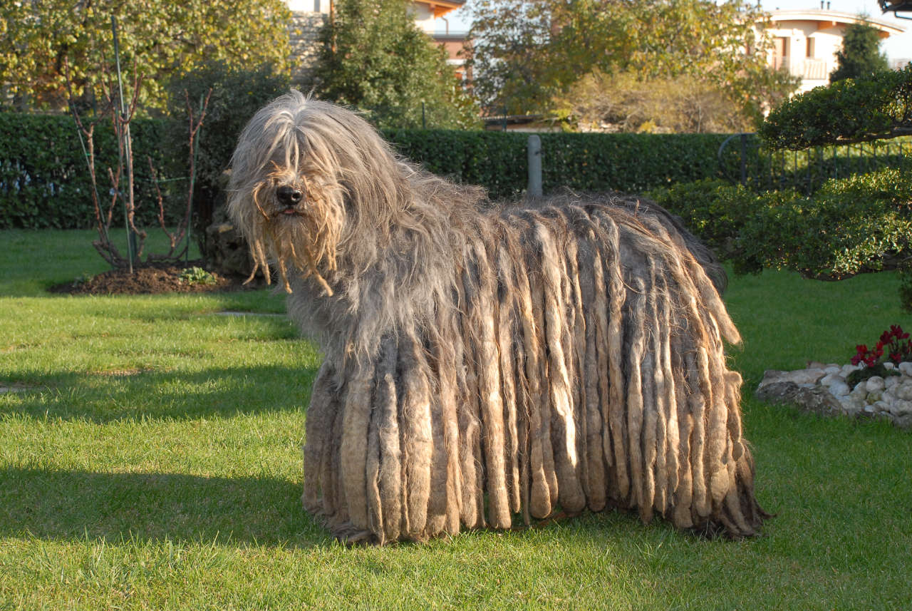 Cane da Pastore Bergamasco