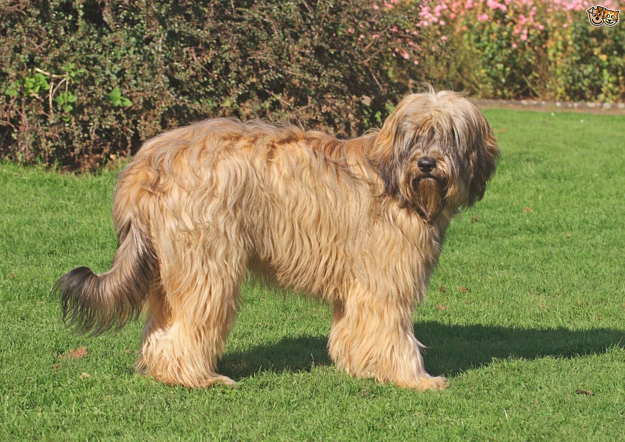 Cane da Pastore Catalano