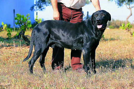 Cane da Pastore Mallorquín