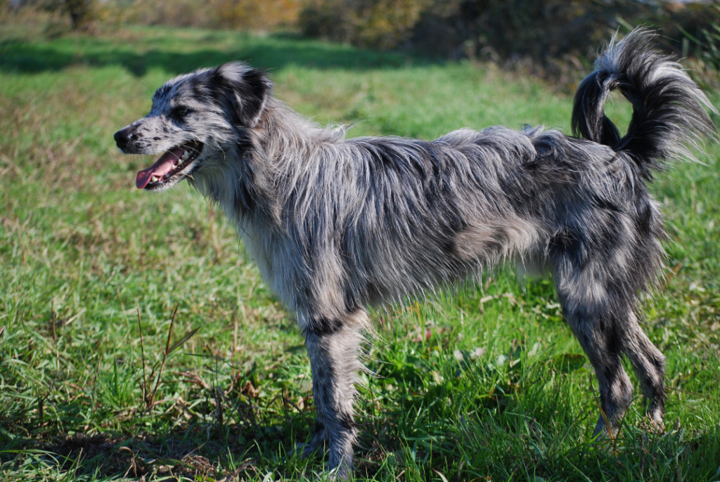 Cane da Pastore dei Pirenei a Faccia Rasa