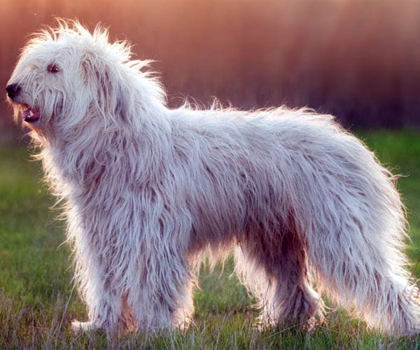 Cane da Pastore della Russia Meridionale