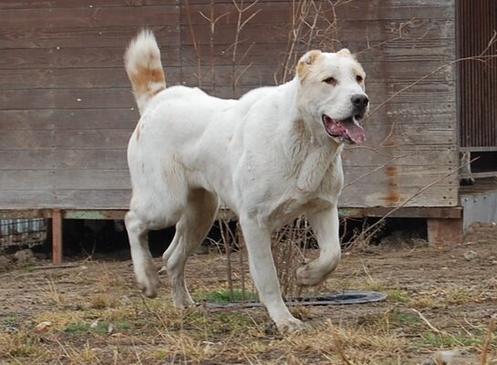 Cane da Pastore dell’Asia Centrale