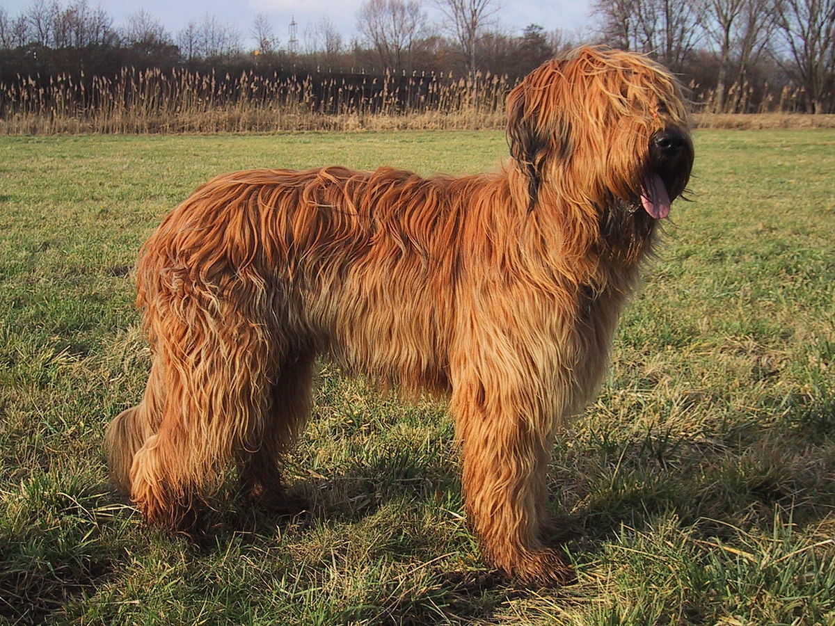 Cane da Pastore di Brie