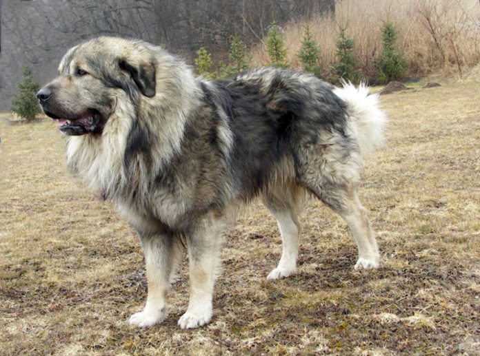 Cane da Pastore di Ciarplanina