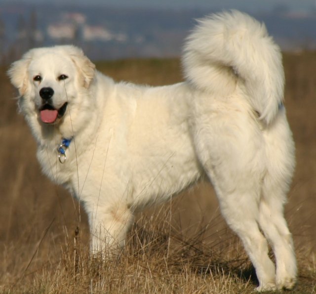 Cane da Pastore di Tatra