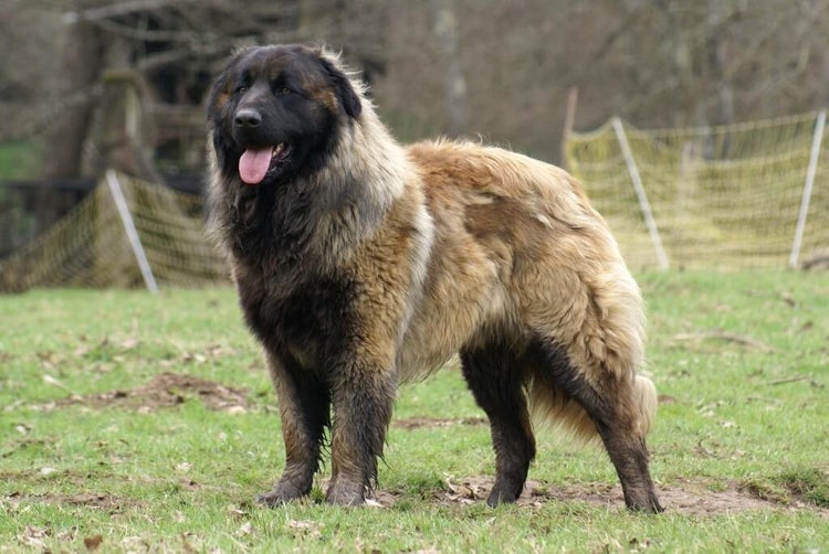 Cane da Serra di Estrela