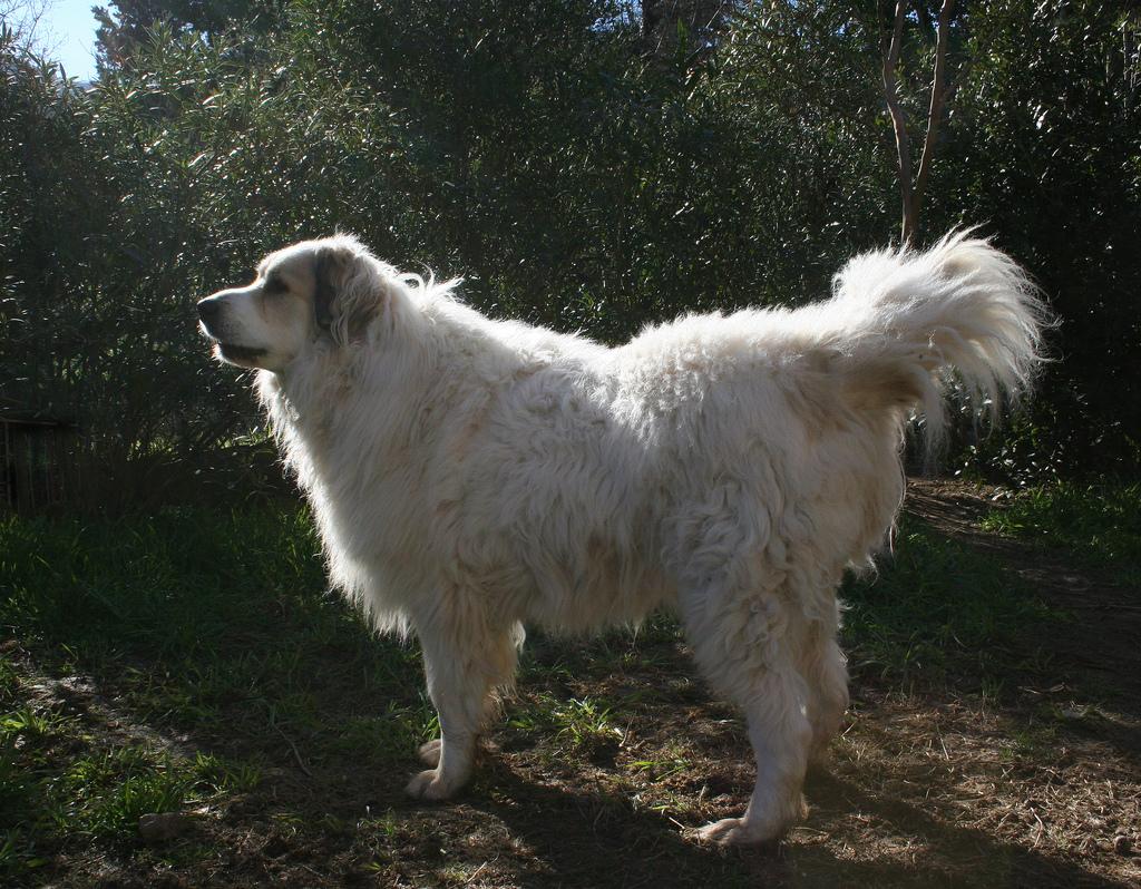 Cane dell’Atlas