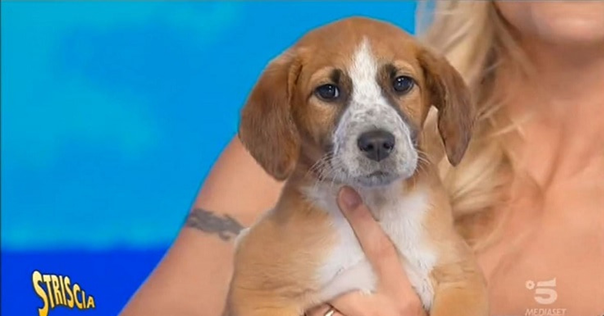 Cane di Striscia la Notizia Marzo: ecco il cucciolo appena arrivato