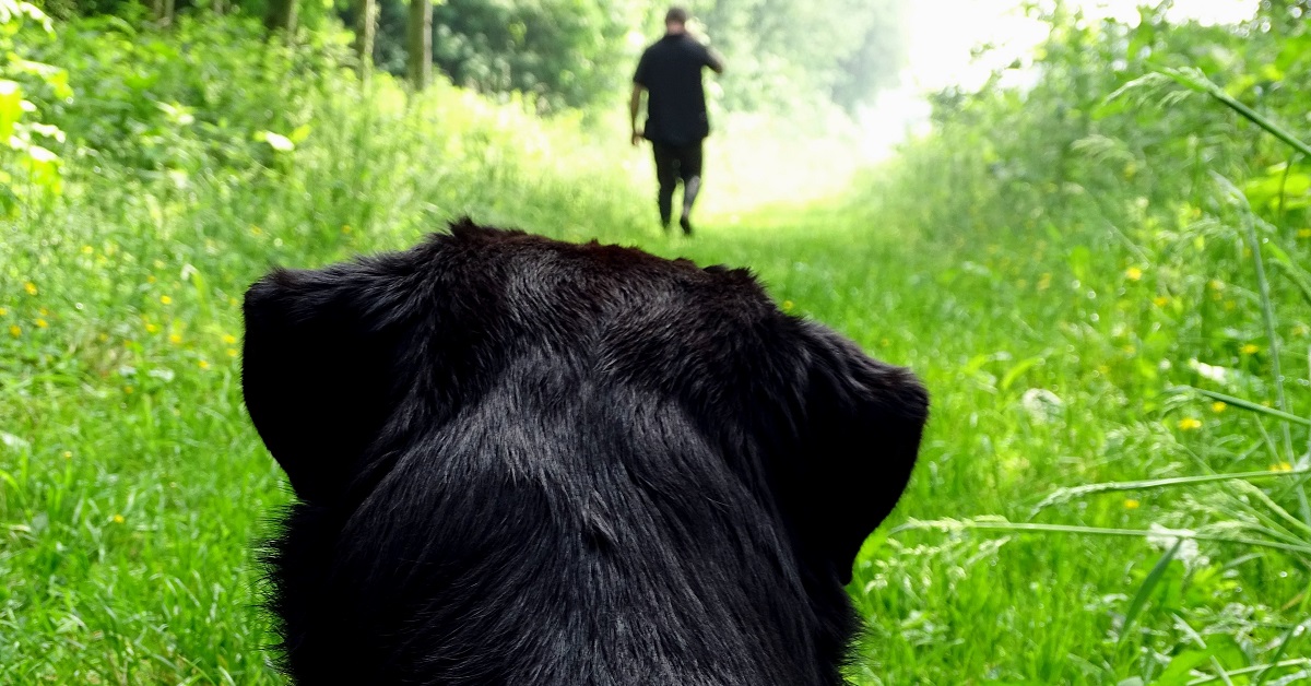 Cane e Coronavirus: cosa sapere, le informazioni utili