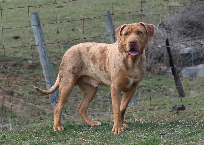 esemplare Catahoula Bulldog