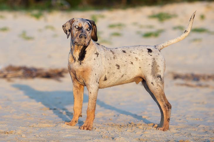 Catahoula Leopard Dog in spiaggia