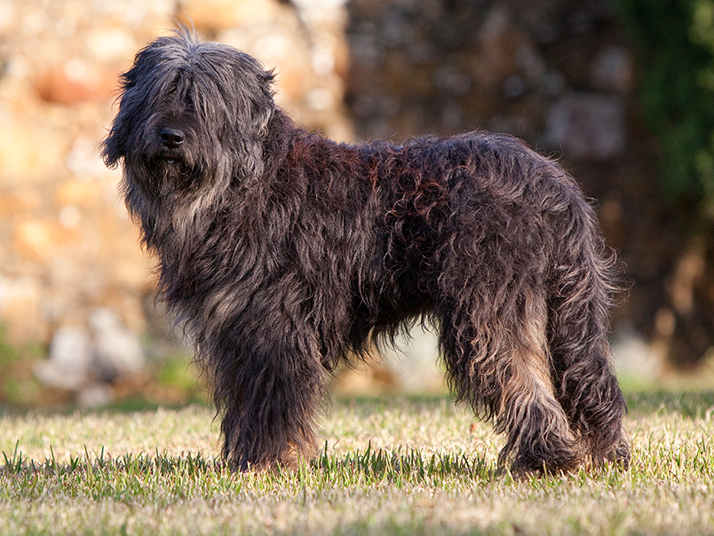 Cão da Serra de Aires