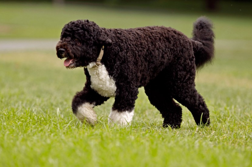 Cão de Água Português