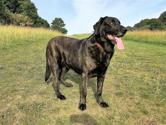 esemplare di Cão de Castro Laboreiro