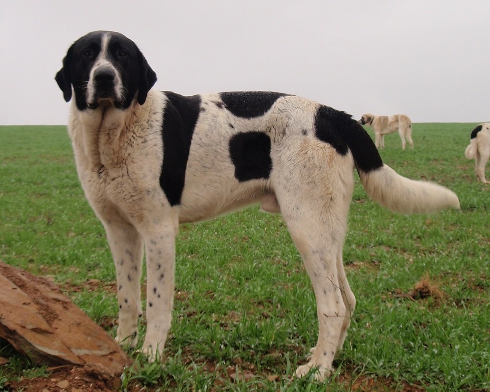 esemplare di Cão de Gado Transmontano