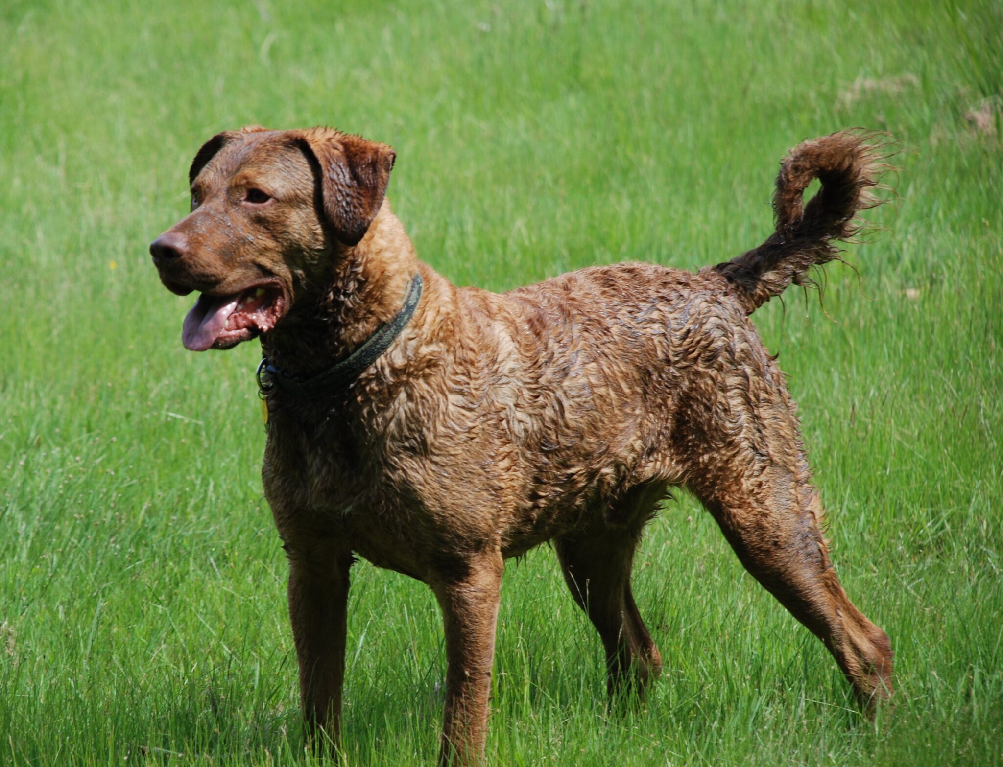 esemplare Chesapeake Bay Retriever