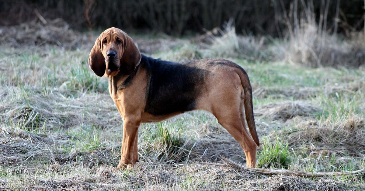 Chien de Saint HubertChien de Saint Hubert