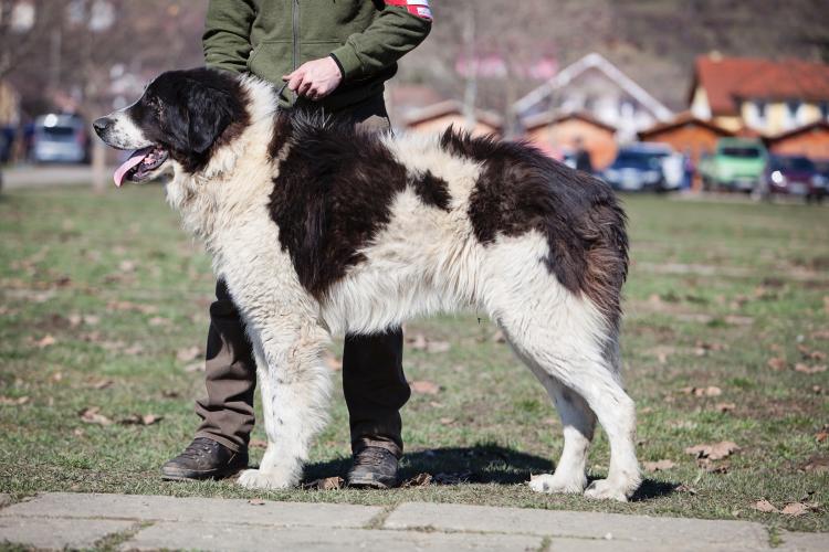 esemplare di cane Ciobănesc de Bucovina